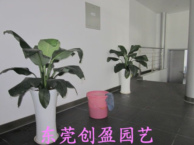 辦公室的植物裝飾設計需要注意那些細節？