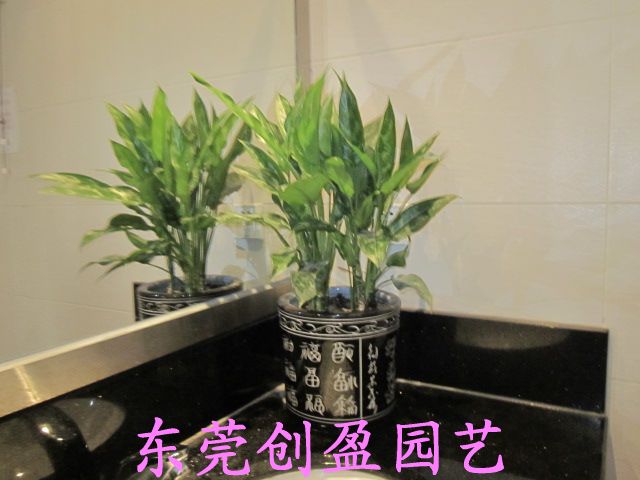 辦公室里擺放植物出乎預料的好處