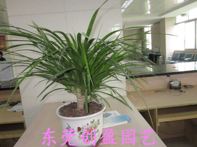 植物不但可以凈化空氣還可以殺滅細菌嗎？！