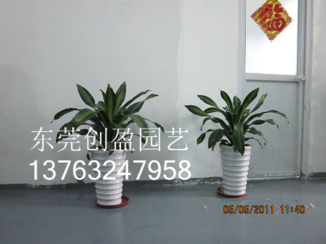 公植物租賃，讓你擺脫單調的辦公室
