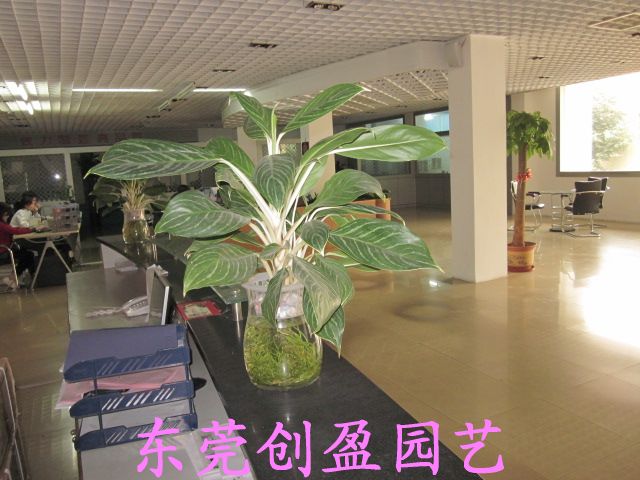 植物出租文檔水培小天使