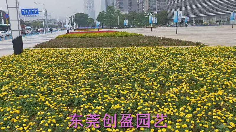 綠化養護
