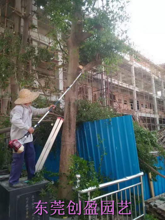 綠化養護